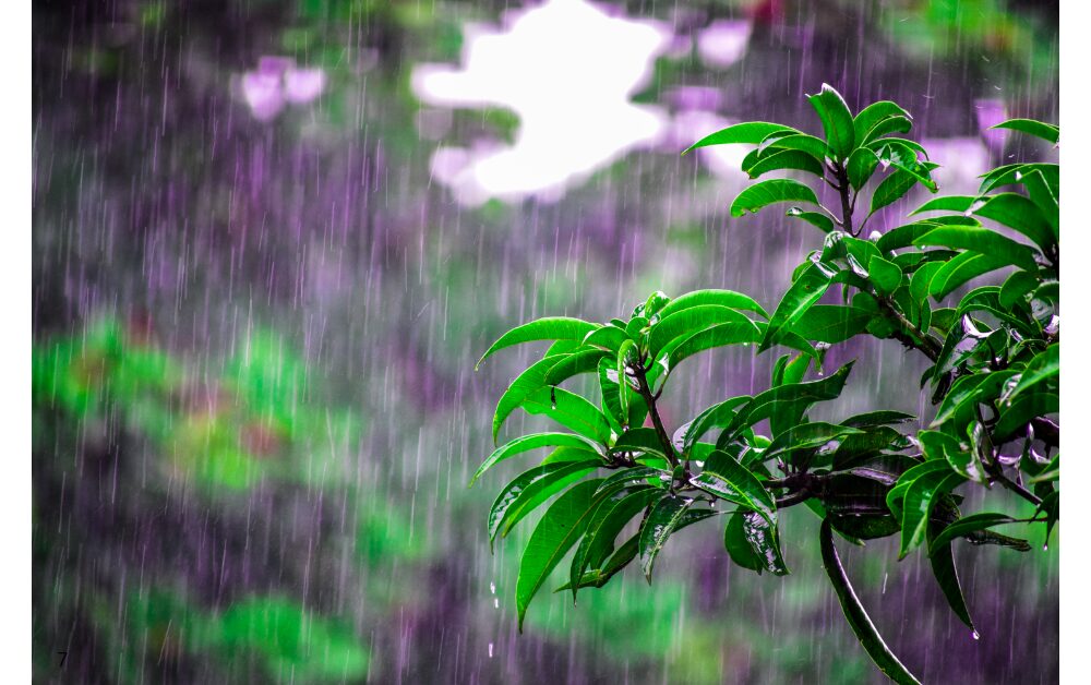 深い洞察力を持った控えめな調整役【雨】