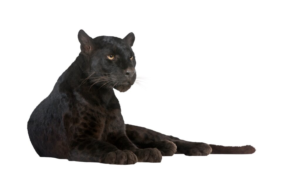 【クロヒョウ】スタイリッシュで美意識が高いカリスマ